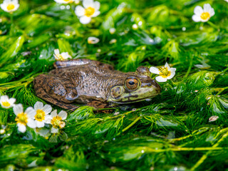 水辺のウシガエル