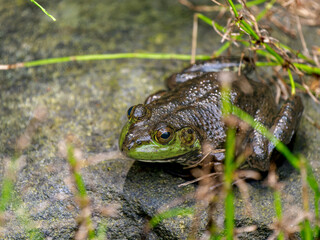 水辺のウシガエル