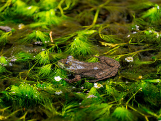 水辺のウシガエル