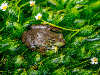 水辺のウシガエル