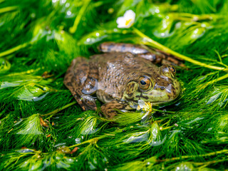 水辺のウシガエル