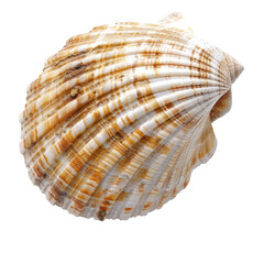 Obraz premium Seashell ocean beach summer nature background