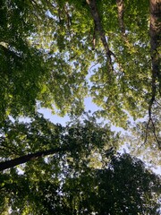 trees in the forest looking up