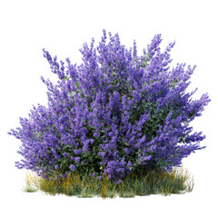 Fototapeta premium Beautiful blooming lavender bush showcasing vibrant purple flowers in a sunny garden setting