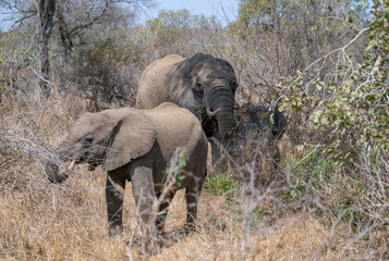 Afrikanische Tiere Elefantenmutter mit Elefanten Baby im Busch vom Krüger National Park - Kruger...