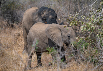 Afrikanische Tiere Elefantenmutter mit Elefanten Baby im Busch vom Krüger National Park - Kruger...