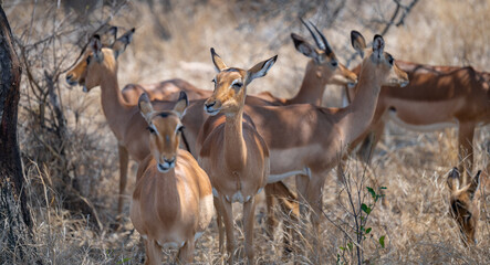 Afrikanische Tiere Impalas auch Schwarzfersenantilope oder Schwarznasenimpala genannt, im Busch vom Krüger National Park - Kruger Nationalpark Südafrika
