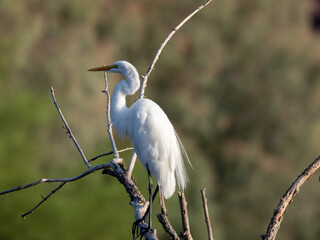 Egret perched on branch