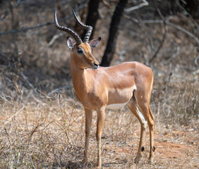 Afrikanische Tiere Impalas im Busch vom Krüger National Park - Kruger Nationalpark Südafrika