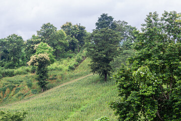 Natural background of mountain atmosphere, trees, green lawn for exercise or viewpoint in a large park in the northern area, Chiang Rai, Thailand.