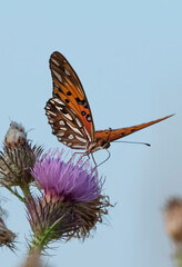butterfly on flower