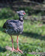 A Southern Screamer