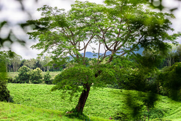 Fototapeta premium Natural background of mountain atmosphere, trees, green lawn for exercise or viewpoint in a large park in the northern area, Chiang Rai, Thailand.