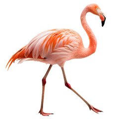 Obraz premium pink flamingo isolated on white