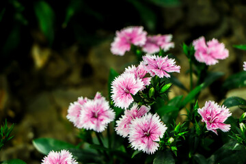 Obraz premium Dianthus flower, Group of colorful dianthus flowers in the garden. Bouquet of colorful dianthus flower