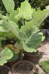Leea macrophylla flower and leaf plant on pot