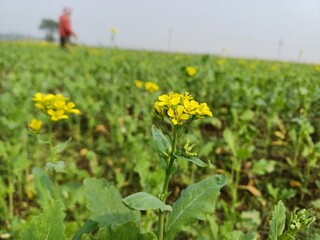 field of yellow flowers, mustard flowers field in India, beautiful yellow color mustard flower in India, mustard flowers landscape.