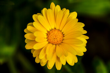 Yellow calendula flowers. Blooming calendula in the garden , copy space.
