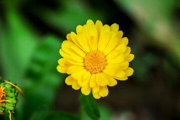 Yellow calendula flowers. Blooming calendula in the garden , copy space.