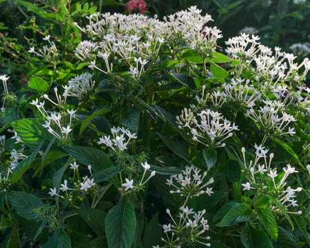 Close-up of lush green foliage with clusters of delicate white pentas flowers in full bloom, captured in natural sunlight for a vibrant, fresh, and botanical look. 