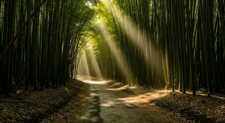 Fototapeta premium A serene bamboo forest with a winding path, sunbeams filtering through the trees, creating a tranquil atmosphere, and evoking a sense of peacefulness, AI Generated.
