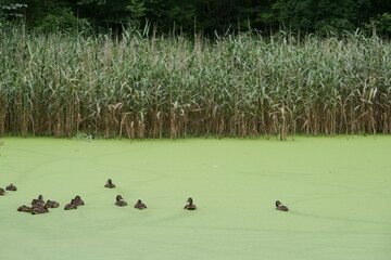 Stockenten auf einem Teich mit Entenflott (kleien Wasserlinse - Anas platyrhynchos  - Lemna minor 3