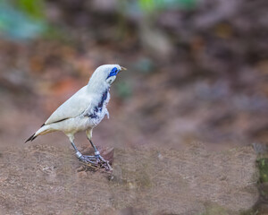 Bali Starling