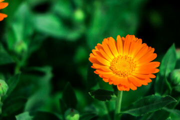 Yellow calendula flowers. Blooming calendula in the garden , copy space.