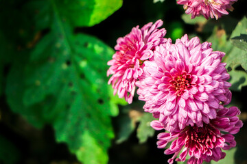 Flowers wall background with chrysanthemum flowers, Bouquet of chrysanthemum flowers, copy space. banner, poster design