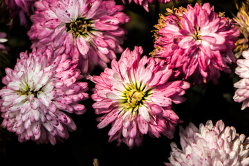 Flowers wall background with chrysanthemum flowers, Bouquet of chrysanthemum flowers, copy space. banner, poster design
