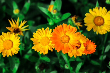 Yellow calendula flowers. Blooming calendula in the garden , copy space.