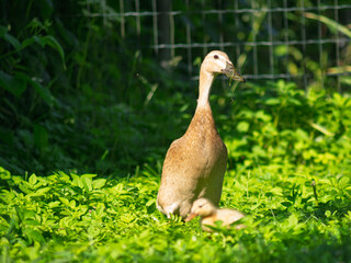 Free-range waterfowl (Indian Runner Duck ) family - mother and ducklings -  on an organic farm, freely running and grazing on a garden meadow. Organic farming, animal rights, back to nature concept.