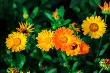 Yellow calendula flowers. Blooming calendula in the garden , copy space.