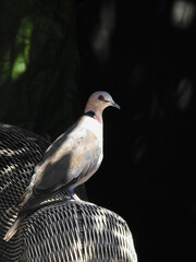 Red-eyed Dove Perched on Chair