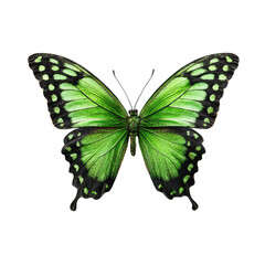 Vivid green butterfly on black background