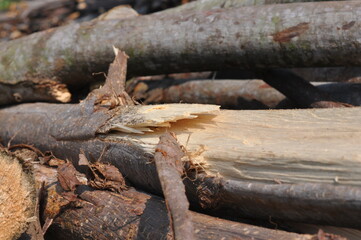 A pile of wood with a broken piece in the middle. The broken piece is surrounded by other pieces of wood, and the pile is on the ground