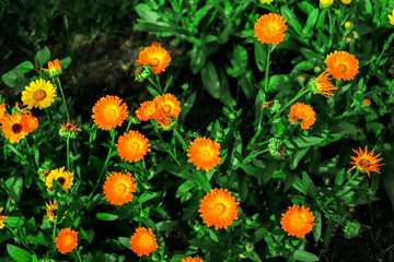 Yellow calendula flowers. Blooming calendula in the garden , copy space.