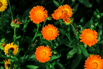 Yellow calendula flowers. Blooming calendula in the garden , copy space.