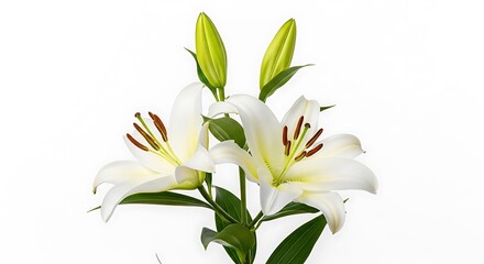 Fototapeta premium Elegant white lily flowers with green buds on a white background