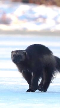 portrait of wolverine running in the snow