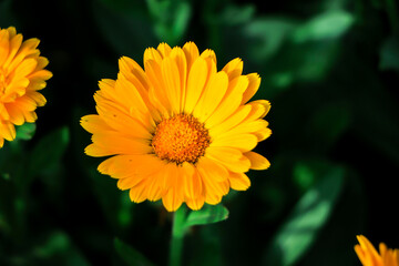 Yellow calendula flowers. Blooming calendula in the garden , copy space.