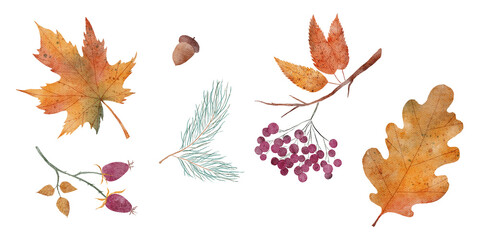 Collection of Autumn Leaves and Botanical Elements on with Transparent Background