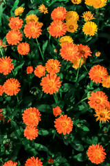 Yellow calendula flowers. Blooming calendula in the garden , copy space.