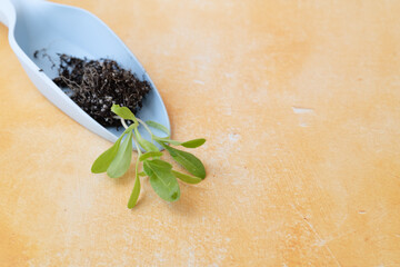 Close-up of light blue garden trowel with moist soil and green seedling, roots exposed, on bright...