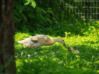 Free-range waterfowl (Indian Runner Duck ) family - mother and ducklings -  on an organic farm, freely running and grazing on a garden meadow. Organic farming, animal rights, back to nature concept.