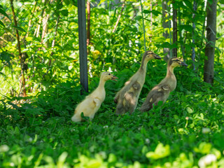 Free-range waterfowl (Indian Runner Duck ) ducklings -  on an organic farm, freely running and grazing on a garden meadow. Organic farming, animal rights, back to nature concept.