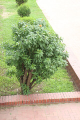 Leuenbergeria bleo, formerly Pereskia bleo flower plant
