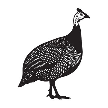 Artistic Guinea Fowl Silhouette &ndash; Guinea Fowl Vector Outline with Fine Detailing &ndash; Bird Illustration &ndash; Silhouette of Guinea Fowl

