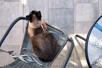 Mekong Bobtail cat on chair with harness and leash, outdoor patio cafe setting