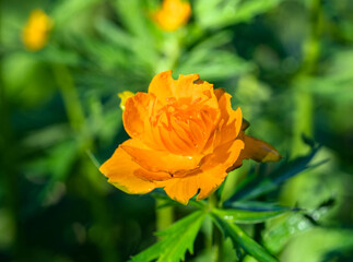Trollius asiaticus